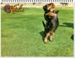 Los mejores Yorkshire Terrier del mundo