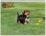 Los mejores Yorkshire Terrier del mundo