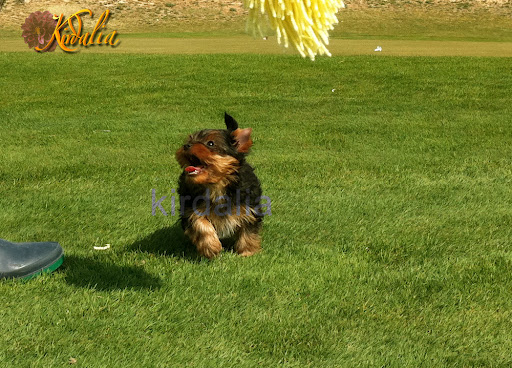 Los mejores Yorkshire Terrier del mundo