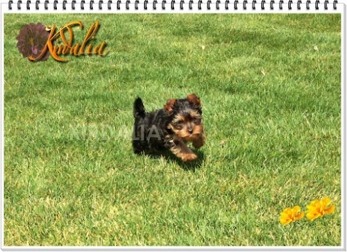 Los mejores Yorkshire Terrier del mundo