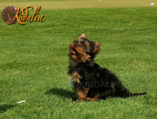 Los mejores Yorkshire Terrier del mundo