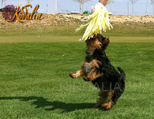 Los mejores Yorkshire Terrier del mundo