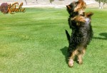 Los mejores Yorkshire Terrier del mundo