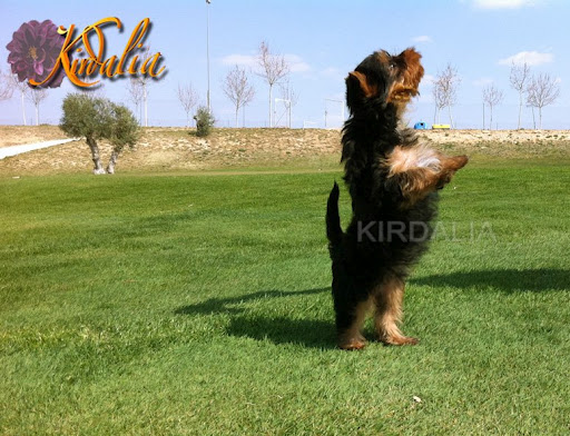 Los mejores Yorkshire Terrier del mundo