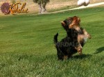 Los mejores Yorkshire Terrier del mundo