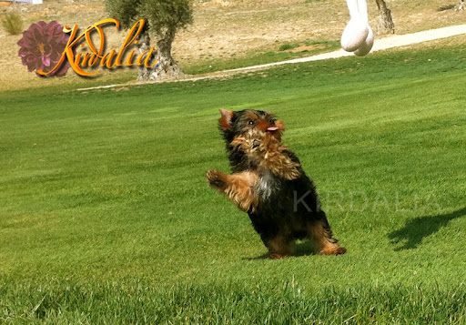 Los mejores Yorkshire Terrier del mundo