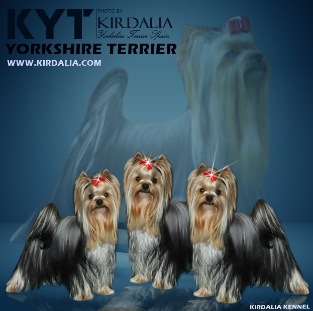 KIRDALIA YORKSHIRE TERRIER ESPAÑA