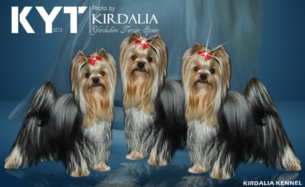 Los mejores Yorkshire Terrier del mundo