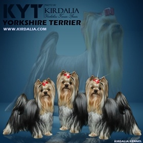 KIRDALIA YORKSHIRE TERRIER MADRID ESPAÑA