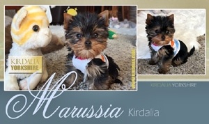 Los mejores Yorkshire Terrier del mundo