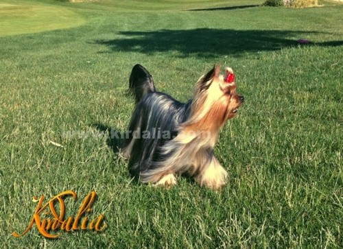 Kirdalia Yorkshire Terrier19