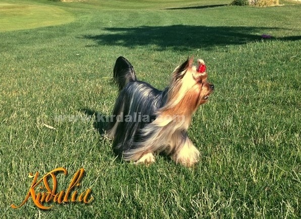 Los mejores Yorkshire Terrier del mundo