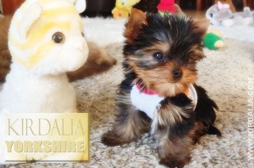 Los mejores Yorkshire Terrier del mundo