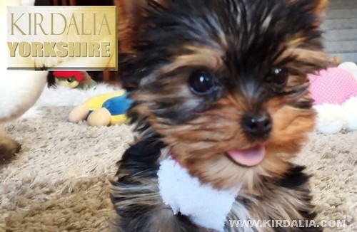 Los mejores Yorkshire Terrier del mundo