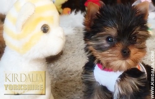 Los mejores Yorkshire Terrier del mundo