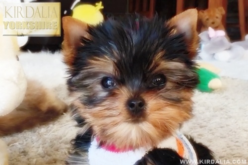 Los mejores Yorkshire Terrier del mundo