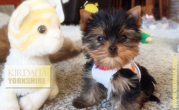 Los mejores Yorkshire Terrier del mundo