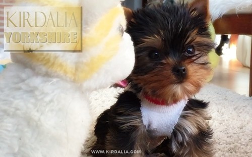 Los mejores Yorkshire Terrier del mundo