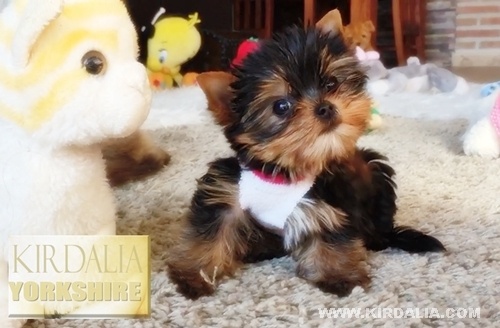 Los mejores Yorkshire Terrier del mundo