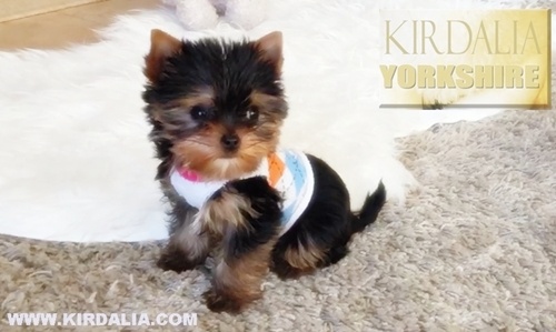 Los mejores Yorkshire Terrier del mundo