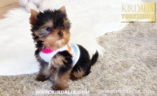 Los mejores Yorkshire Terrier del mundo