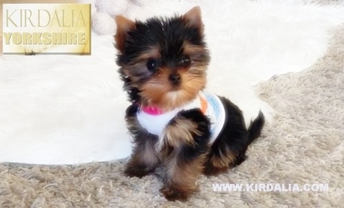 Los mejores Yorkshire Terrier del mundo