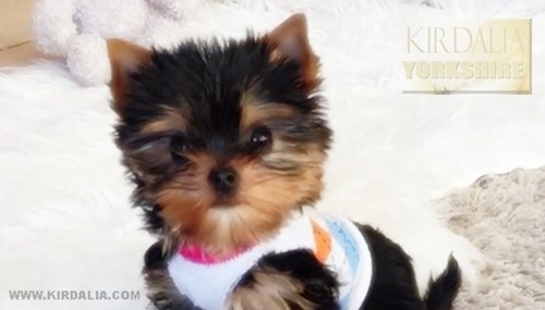 Los mejores Yorkshire Terrier del mundo