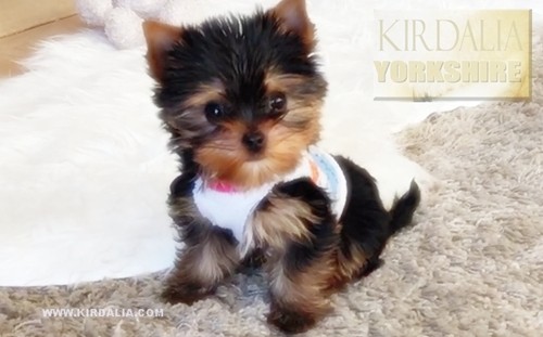 Los mejores Yorkshire Terrier del mundo