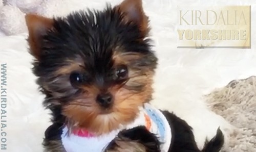 Los mejores Yorkshire Terrier del mundo