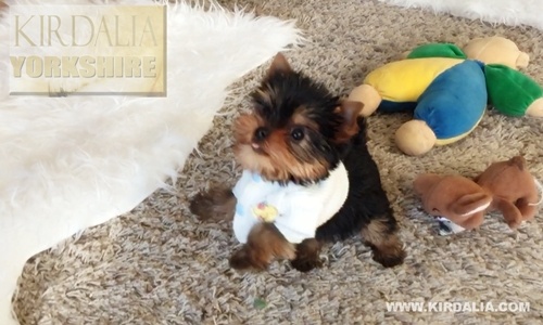 Los mejores Yorkshire Terrier del mundo