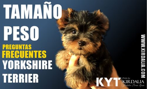 Los mejores Yorkshire Terrier del mundo