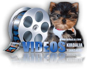 Videos Cachorros Kirdalia Yorkshire