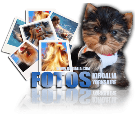 Cría y Selección Exclusiva de Yorkshire Terrier España, Pedigríes de los mejores Yorkshires Terrier del mundo