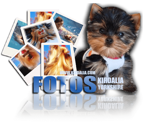 Cría y Selección Exclusiva de Yorkshire Terrier España, Pedigríes de los mejores Yorkshires Terrier del mundo