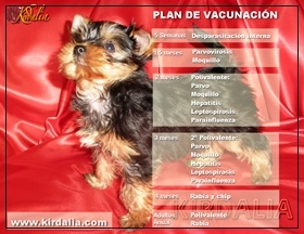 Plan de vacunación canina