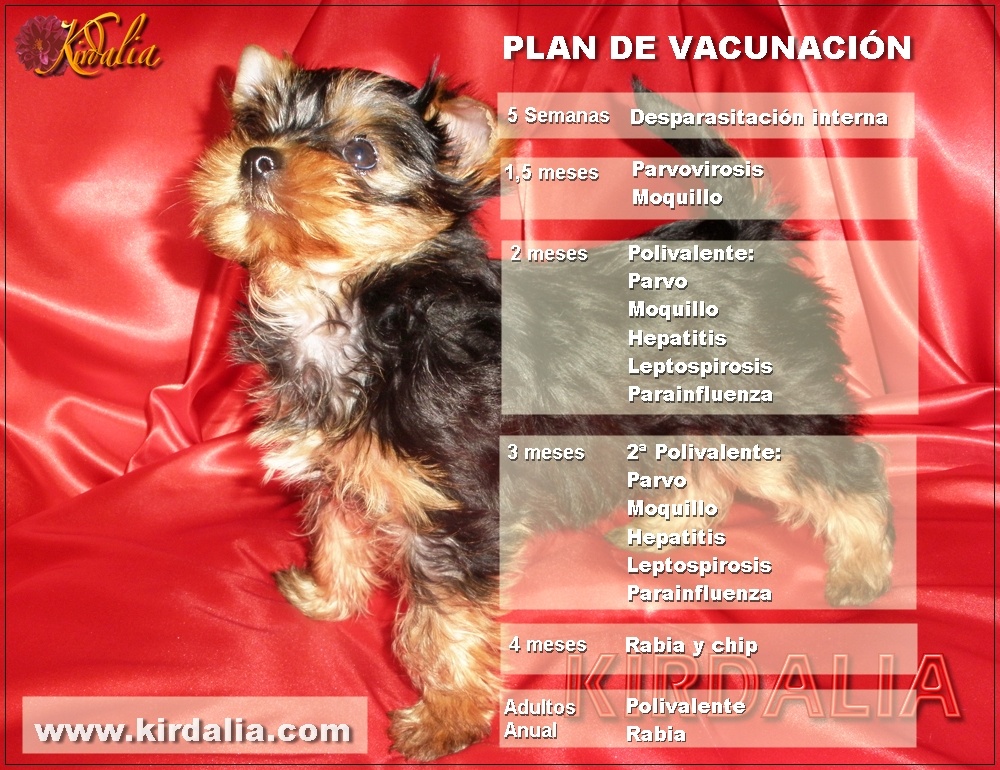 Vacunas para cachorro Yorkshire | MadridCriadores Madrid