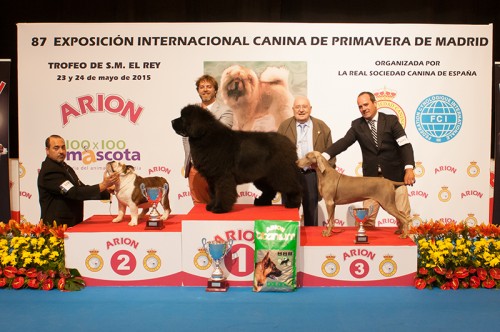 BIS VETERANOS EXPOSICION INTERNACIONAL PRIMAVERA DE MADRID 2015