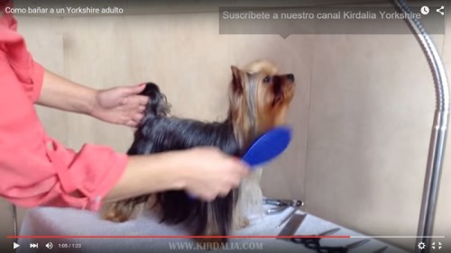 El baño del Yorkshire Terrier11