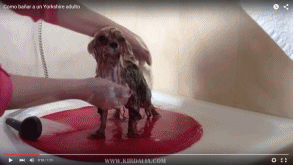 Cómo bañar a un Yorkshire Terrier