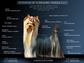 Los mejores Yorkshire Terrier del mundo