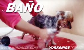 El baño del Yorkshire Terrier