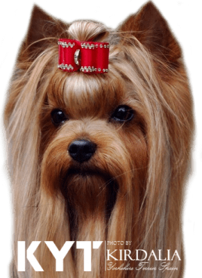 Yorkshire Terrier FCI