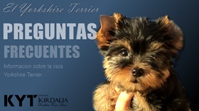 El Yorkshire Terrier, preguntas frecuentes