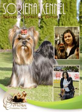 Soriena Seleción Yorkshire Terrier