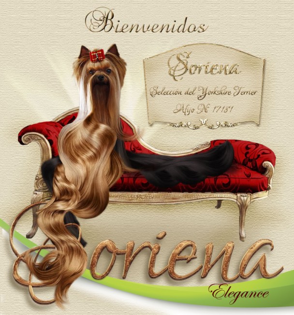 Soriena Yorkshire Terrier