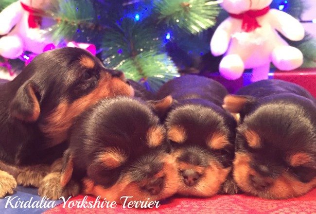 Los mejores Yorkshire Terrier del mundo