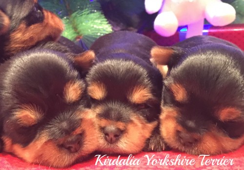 Los mejores Yorkshire Terrier del mundo