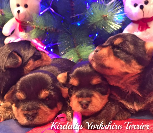 Los mejores Yorkshire Terrier del mundo