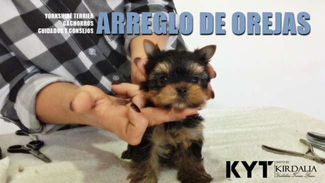 Arreglo de orejas Yorkshire Terrier