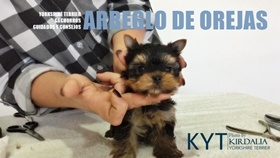 Arreglo de orejas del Yorkshire Terrier